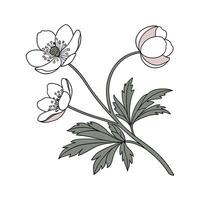 Windflower Displayed on White Background vector