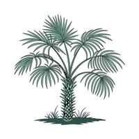 Windmill Palm Tree on White Background vector