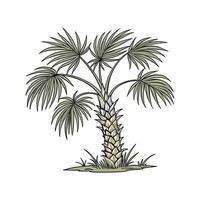 Windmill Palm Displayed on White Background vector