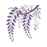Wisteria Flower on White Background vector