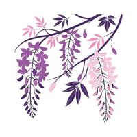 Flowering Wisteria on White Background vector