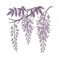 Wisteria on White Background vector