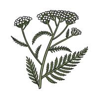 Stylish Yarrow Illustration with Bold Artistic Touch vector