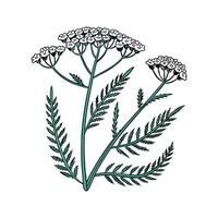 Yarrow on White Background vector