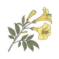 Yellow Bell Flower on White Background vector