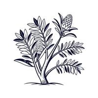 Zamia Houseplant on White Background vector