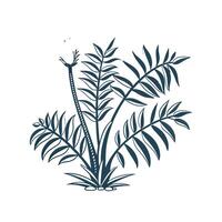 Zamia Displayed on White Background vector