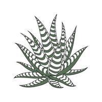 Zebra Haworthia Displayed on White Background vector