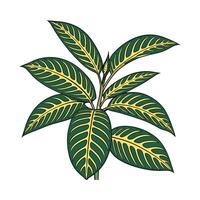 Zebra Aphelandra on White Background vector