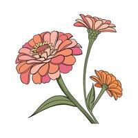 Flower Zinnia on White Background vector