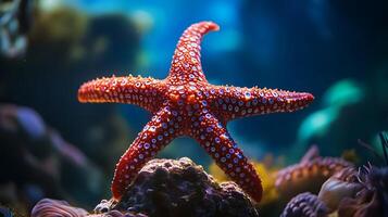 A captivating close-up of a vibrant sea star showcasing its intricate patterns and textures against a blurred colorful underwater backdrop photo