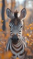 Zebra gazes quietly amidst autumn leaves in a serene forest setting during late afternoon photo