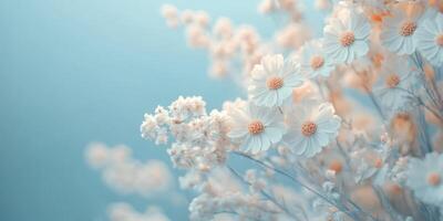 Delicate white flowers with soft blue background in serene botanical arrangement photo