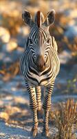 Striking zebra stands in golden grassland during sunset in a wildlife habitat photo