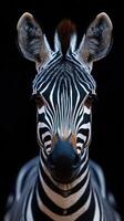 Majestic zebra gazing directly at the viewer against a dark background in a captivating exhibit photo