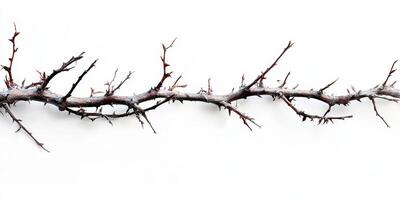 Artistic representation of a thorny branch against a minimalist white background during daylight photo