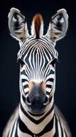 Striking close-up of a zebra with distinct black and white stripes showcasing its curious expression in a neutral background photo