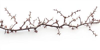Branch covered in snow with sharp thorns against a bright background in winter photo