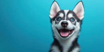 Happy husky puppy against a bright blue backdrop with vibrant eyes and playful expression photo