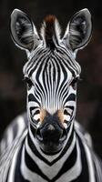 Close encounter with a zebra showcasing distinctive black and white stripes in a natural habitat setting photo