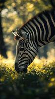 Zebra grazing in a sunlit forest during late afternoon, highlighting its distinct stripes and serene surroundings photo