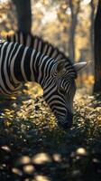 Striped zebra grazing in a sunlit forest during golden hour in autumn photo