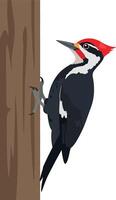 Pileated woodpecker perched on a textured tree trunk in a detailed flat design style art vector