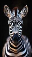 Close-up of a zebra with striking black and white stripes in natural habitat during golden hour lighting photo
