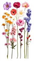 Colorful assortment of spring flowers arranged vertically on a white background showcasing vibrant petals and various shades photo