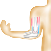 Structure of Bones and Muscles Around the Human Elbow Joint png