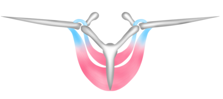 The bones and chest muscles of a bird that help in flapping its wings to fly png