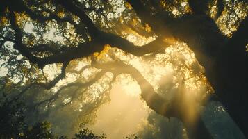 Majestic ancient oaks in ethereal light canopy of interwoven branches reaching towards sky photo