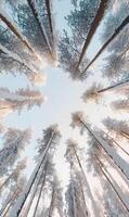 Snowy treetops creating a magical forest canopy, a winter wonderland overhead spectacle photo