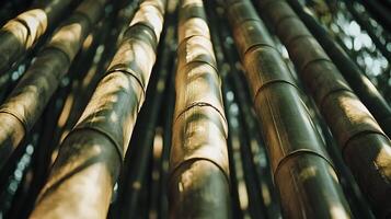 Enchanting bamboo grove ambiance with sunlit stalks creating an immersive nature experience photo