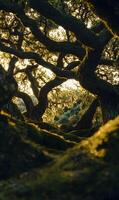 Majestic forest vista Ancient oak trees form a captivating landscape with a lush, mossy foreground photo