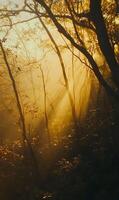 Atmospheric forest landscape with sun rays filtering through fog in a woodland environment photo