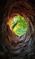 View from the Inside Looking Out Perspective into Summer Sunlight Glimmering Through Tree Canopy photo