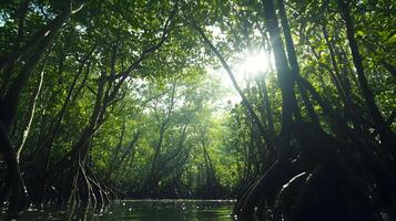 Sunlight filtering through a dense mangrove forest canopy creates a tranquil scene photo