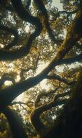 Enchanting canopy a low angle view of sprawling ancient oak trees bathed in ethereal light photo