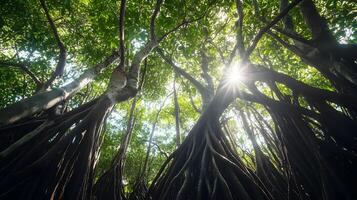 Sunlit canopy dense mangrove forest, viewed from below, shows intricately twisted roots system photo
