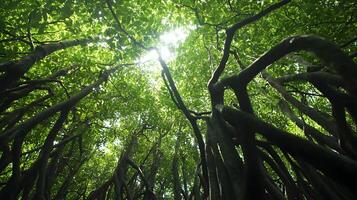 Dense mangrove forest canopy view from below with twisted roots and lush foliage beauty photo
