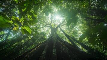 Sunlight Through Lush Canopy Majestic Giant Tree View from Ground in Tropical Rainforest photo