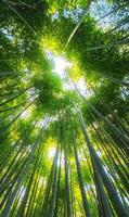 Lush bamboo forest canopy reaching skyward, sunlight filtering in, creating a serene natural scene photo
