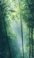Sunlit serenity tall bamboo stems in peaceful forest, creating mystical ambient scenery photo