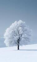 Solitary tree covered with frost, standing on a field covered with snow, under blue sky photo