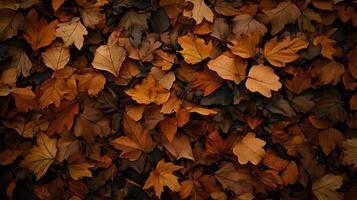 Autumn's golden blanket Fallen leaves create a mosaic of warmth in this serene fall foliage photo