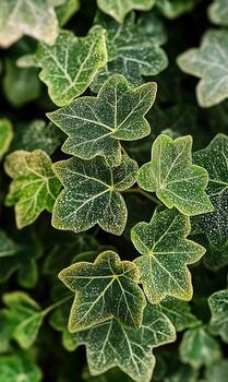 Intricate patterns on speckled ivy leaves create a textured botanical close up image photo