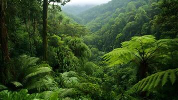 Lush tropical rainforest canopy with dense vegetation and rolling hills covered in trees photo
