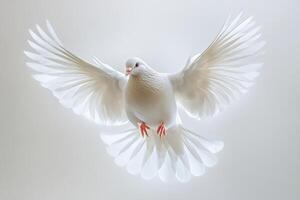 White dove soaring gracefully in a calm environment photo