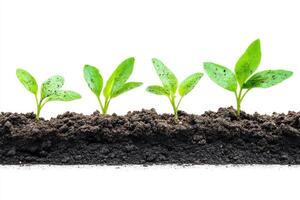 New seedlings growing in fertile soil under natural light photo
